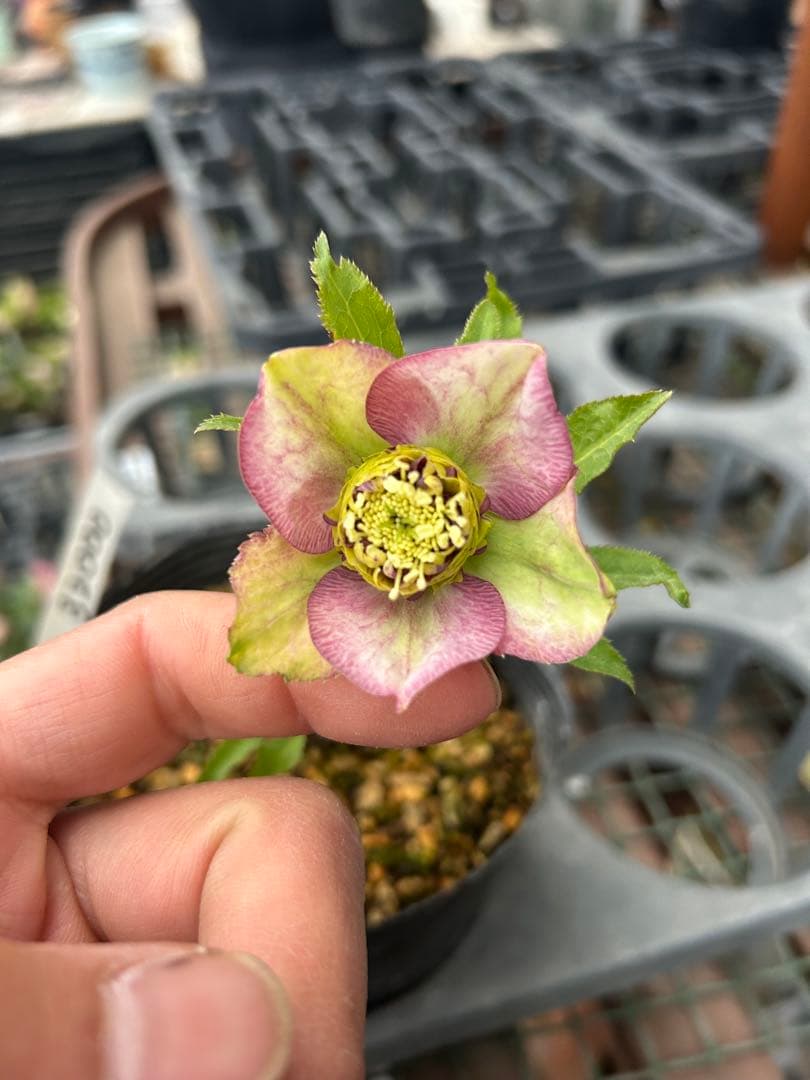 アンティークモーリー 八重咲き 花