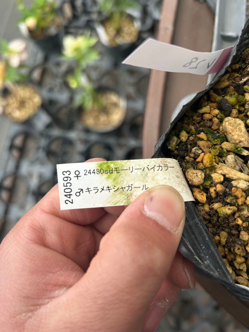 アンティークモーリー 八重咲き 花