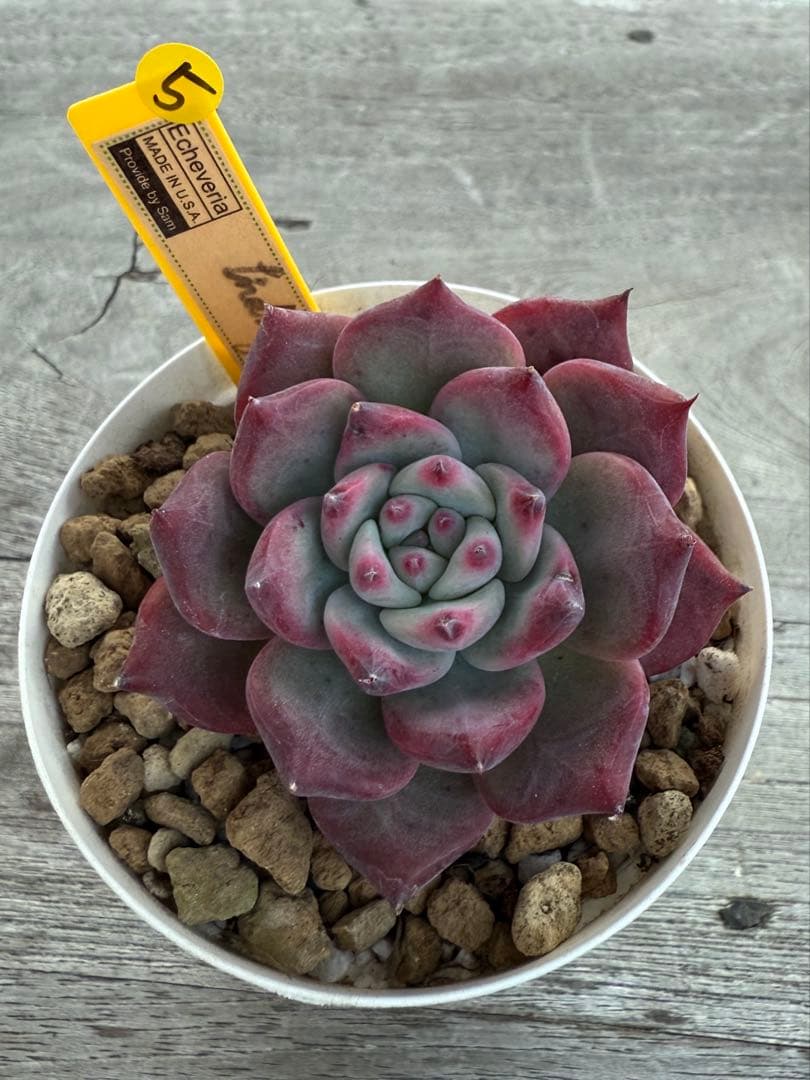 ラスト5 希少 リンゼアナNo.3 丸葉タイプ　カリフォルニア輸入