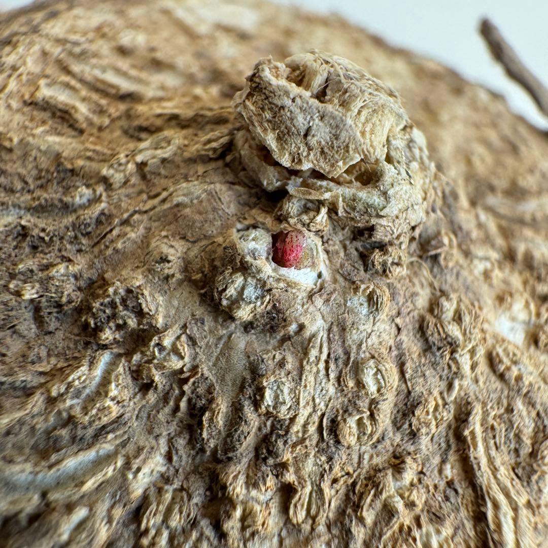 9.アデニア・オバタ 輸入直後新芽ありベアルート株　Adenia Ovata