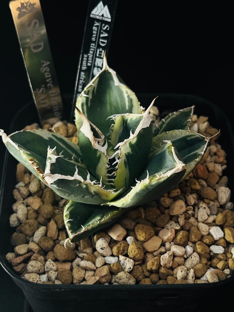 【極上美斑】匿名配送 アガベ SAD 斑入り 120 鉢ごと