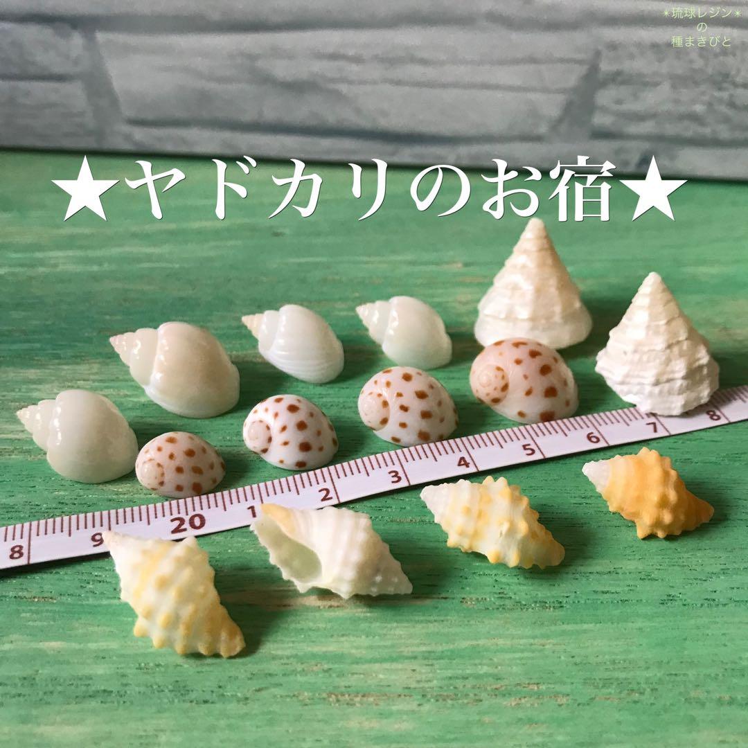 ヤドカリのお宿　{ 貝殻  巻貝 B }