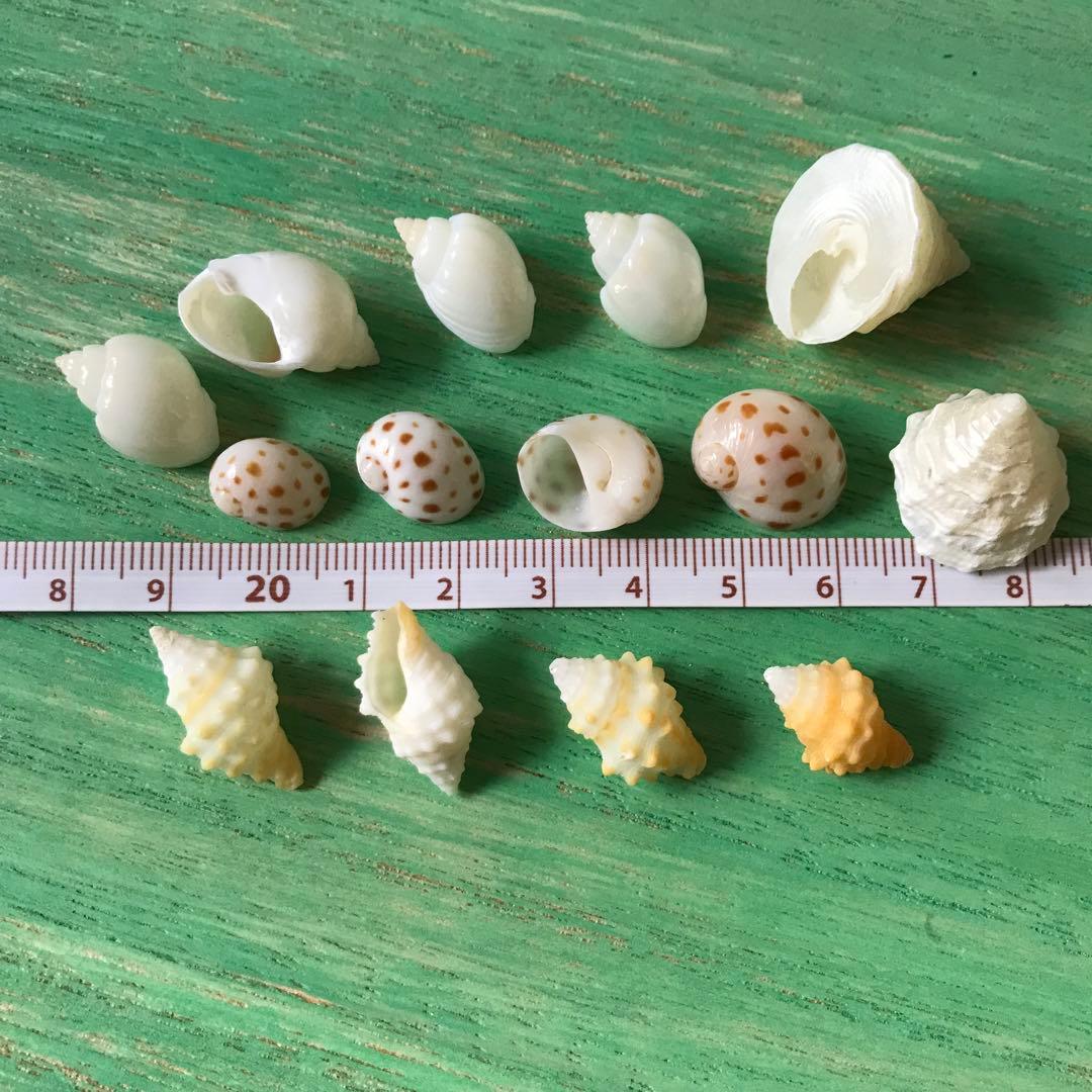 ヤドカリのお宿　{ 貝殻  巻貝 B }