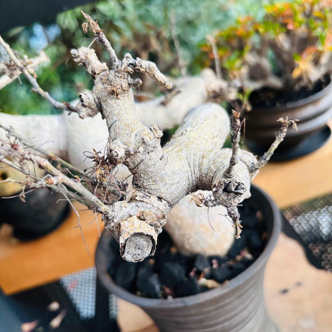 短期間限定超特価！ 現地株 コミフォラ サクシコラ 山中勇人 作家鉢 大株 発根