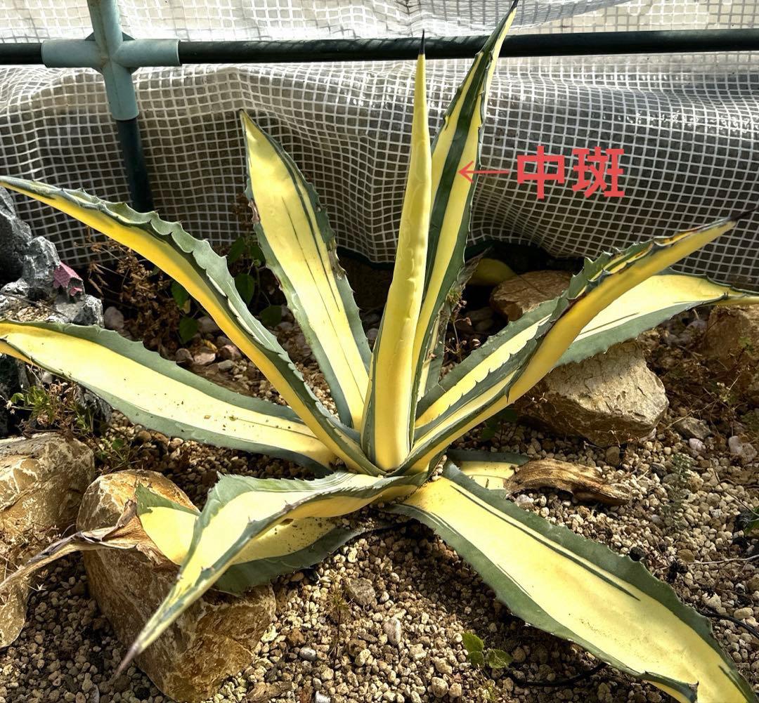 2苗セット アガベ 珍種 \"那智の輝き\"\"華厳\"親株