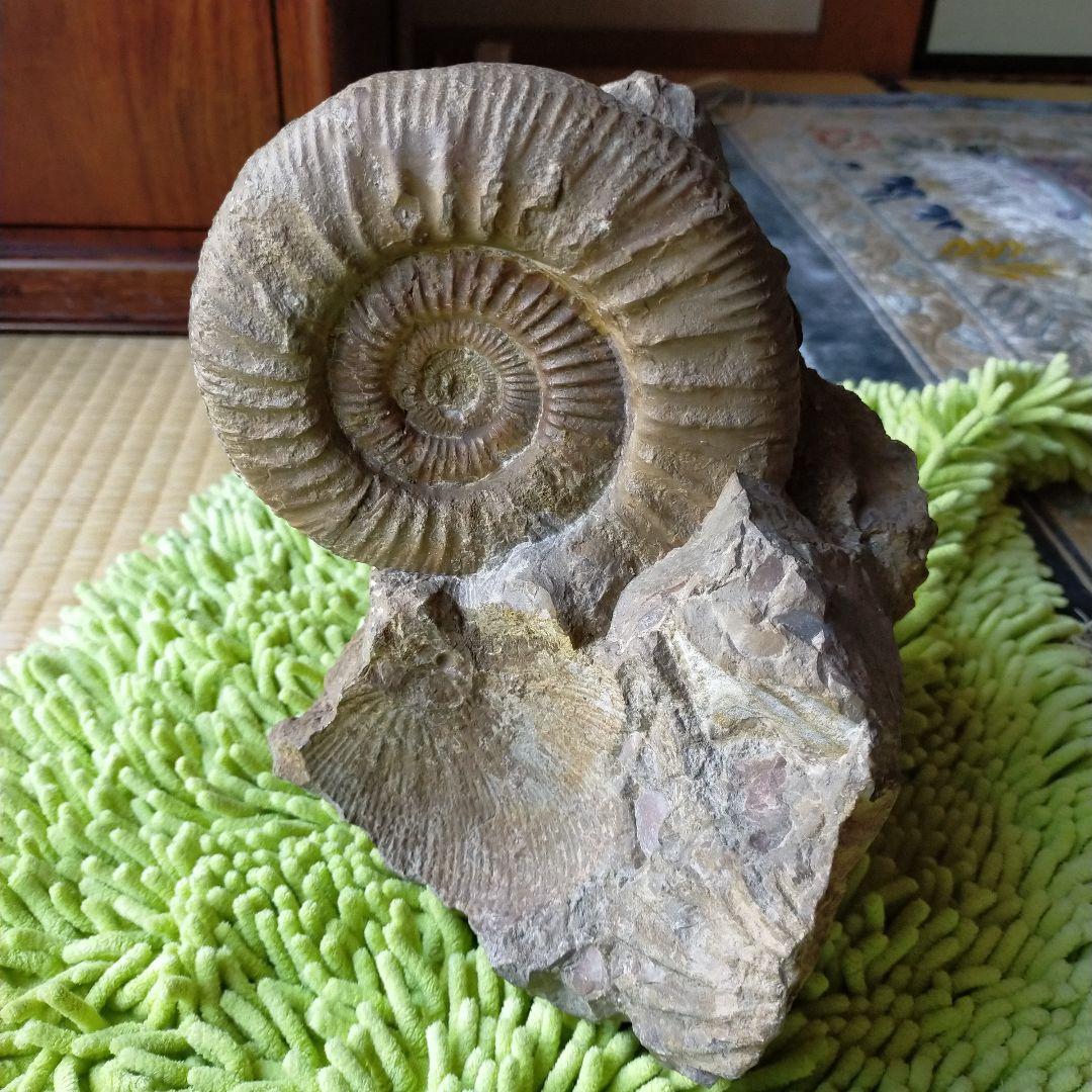 アンモナイト　化石