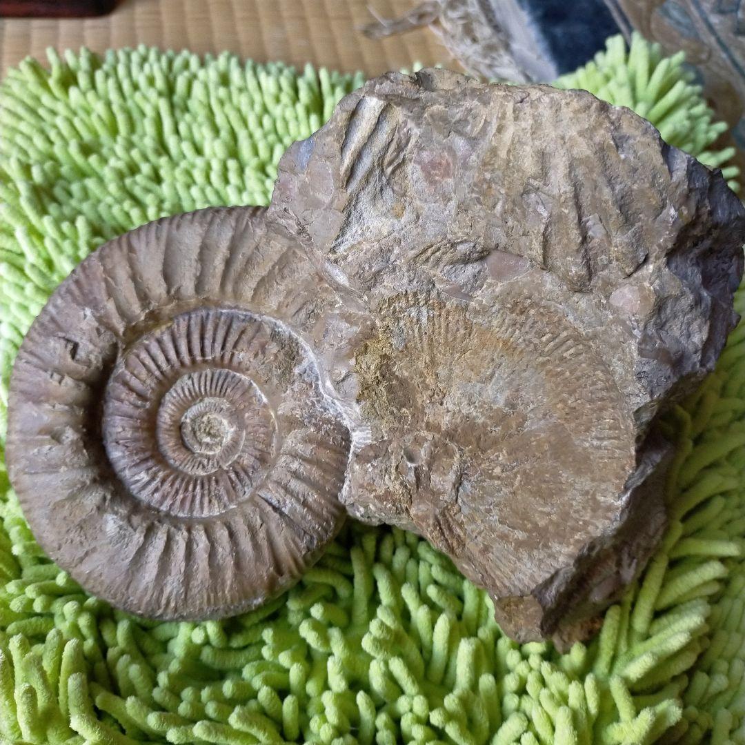 アンモナイト　化石