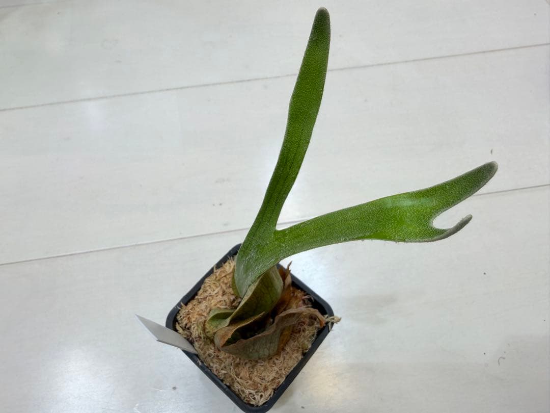 オリジナル ウネウネ UNEUNE alcicorne Madagascar