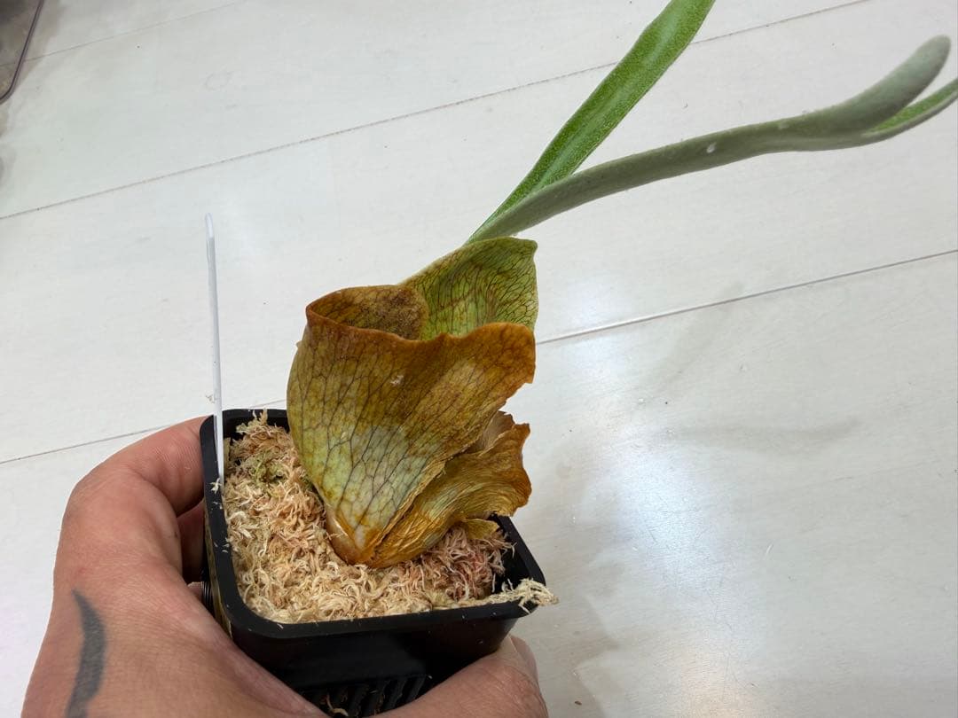 オリジナル ウネウネ UNEUNE alcicorne Madagascar