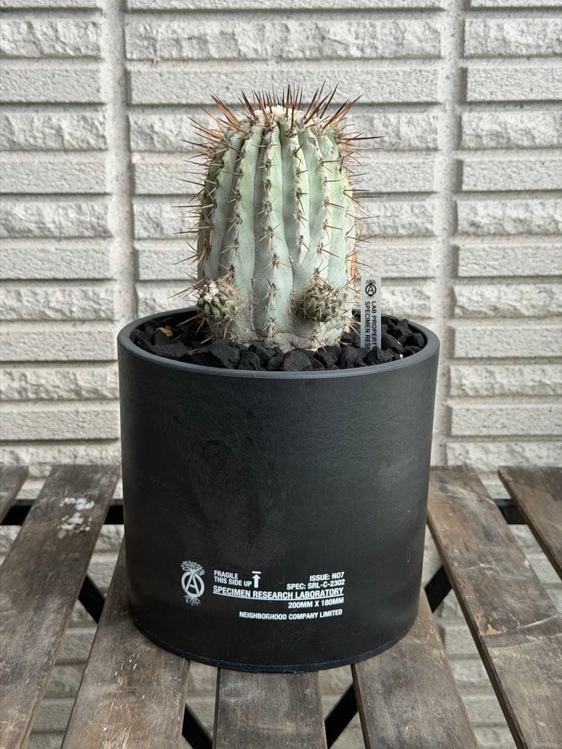 大きめコピアポアシネレア　国王丸