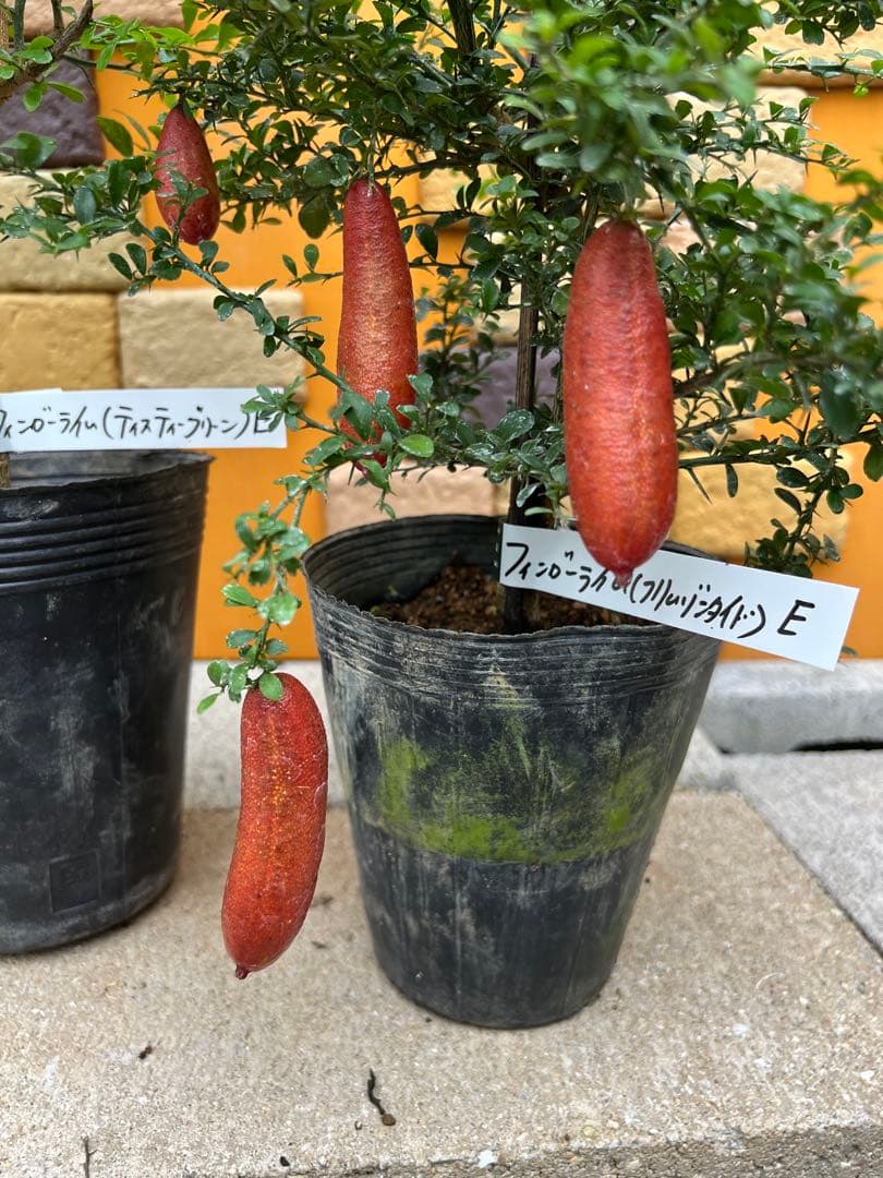 フィンガーライム２点セット　Ｅ