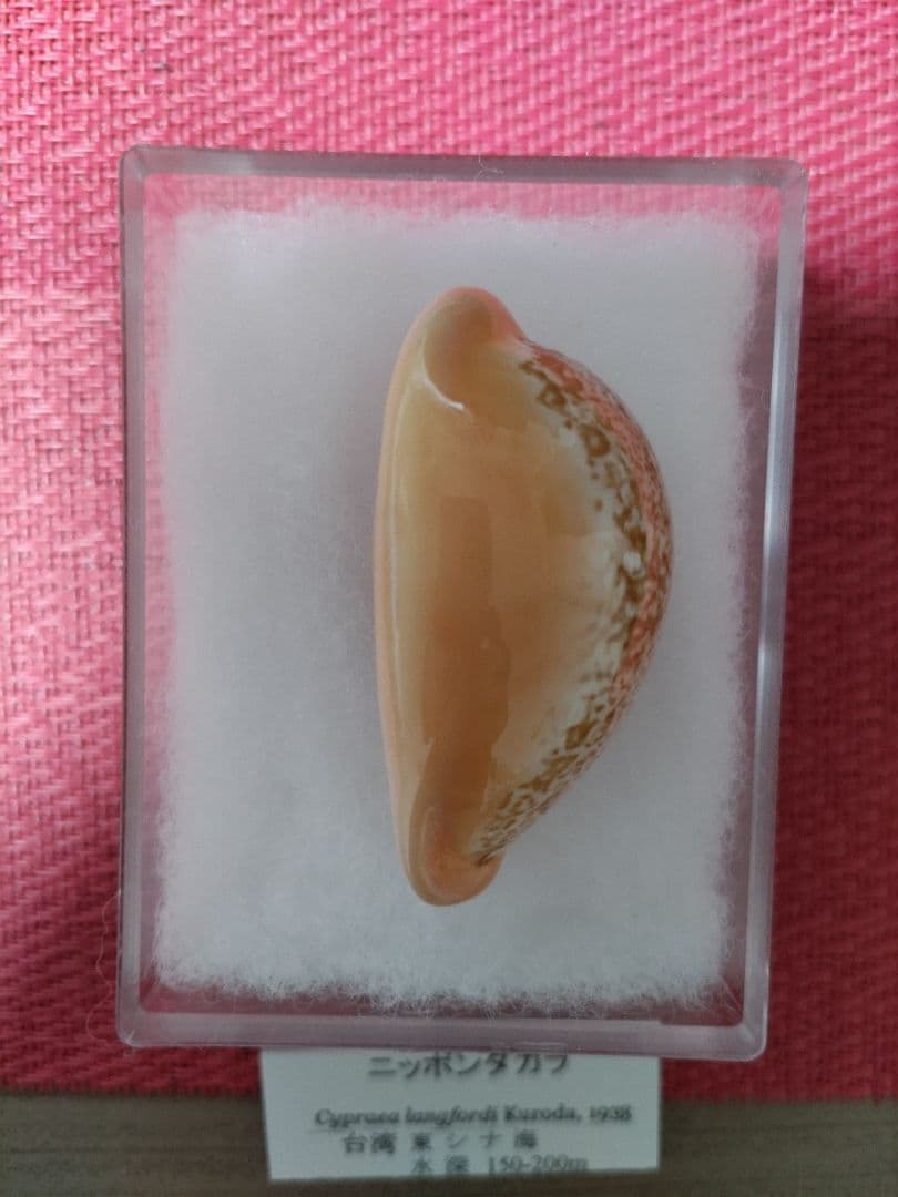貝標本、ニッポンダカラ 約53mm