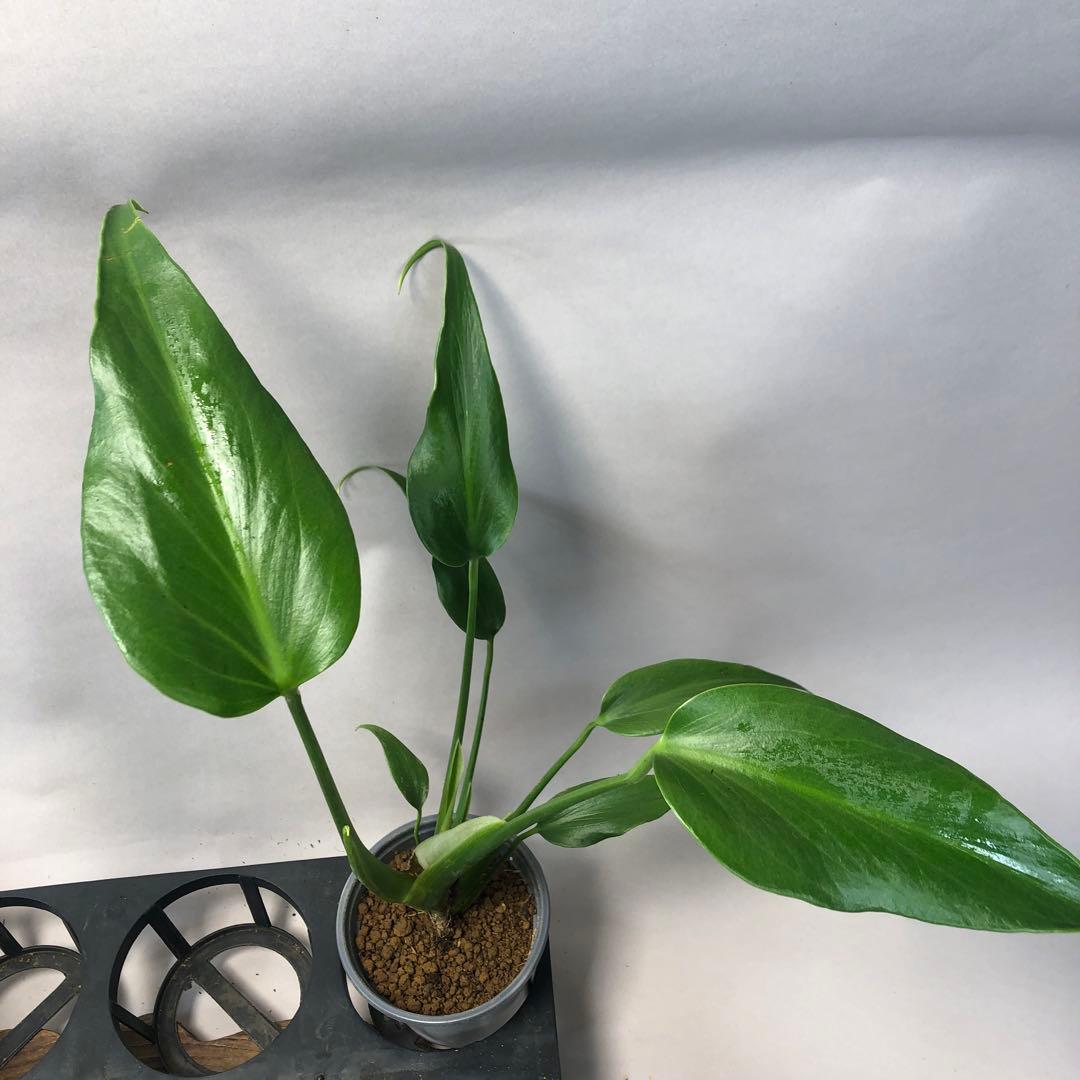 お*ぶ様 5株セットms56モンステラ バールマルクスフレーム