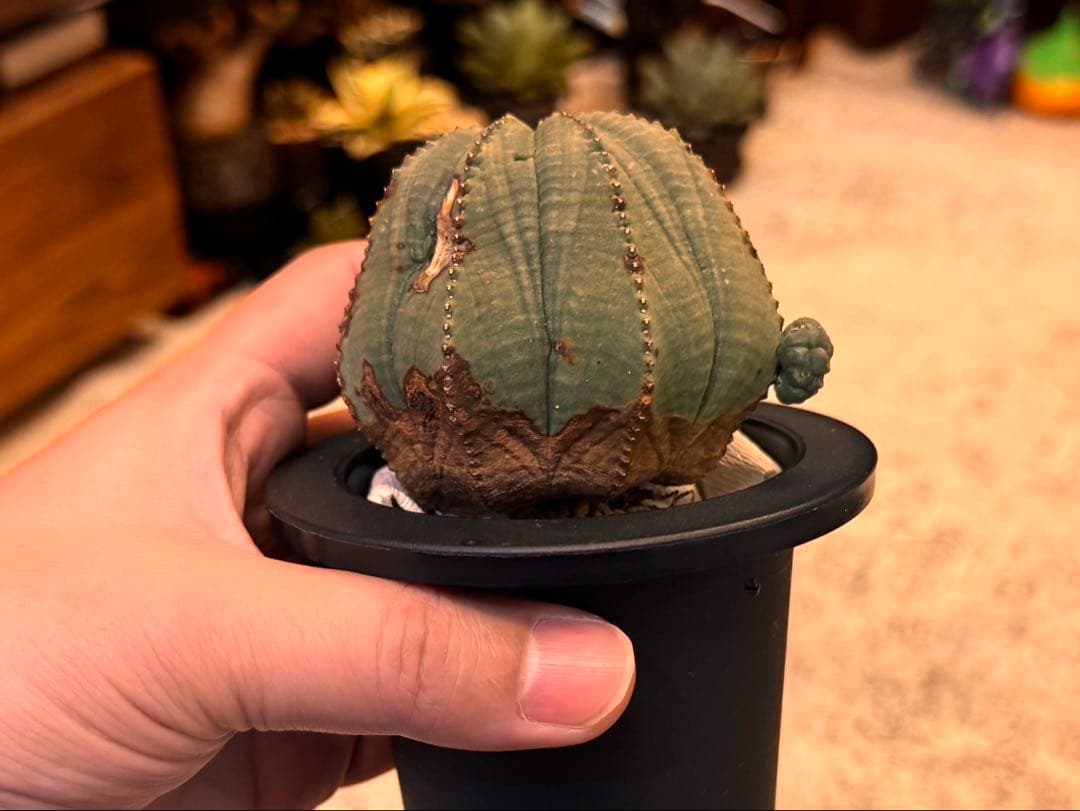 ユーフォルビア　オベサ　大株　7.6cm ヴィンテージ株　木質化