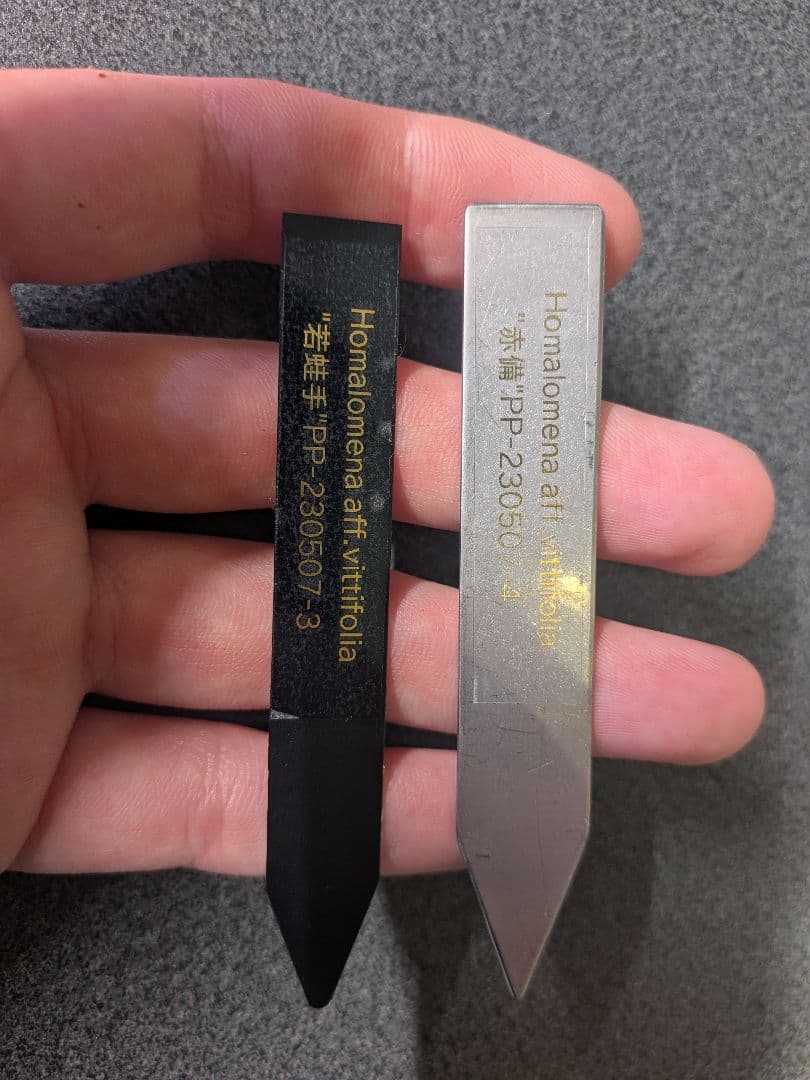 Homalomena aff. vitifolius 赤備 若蛙手