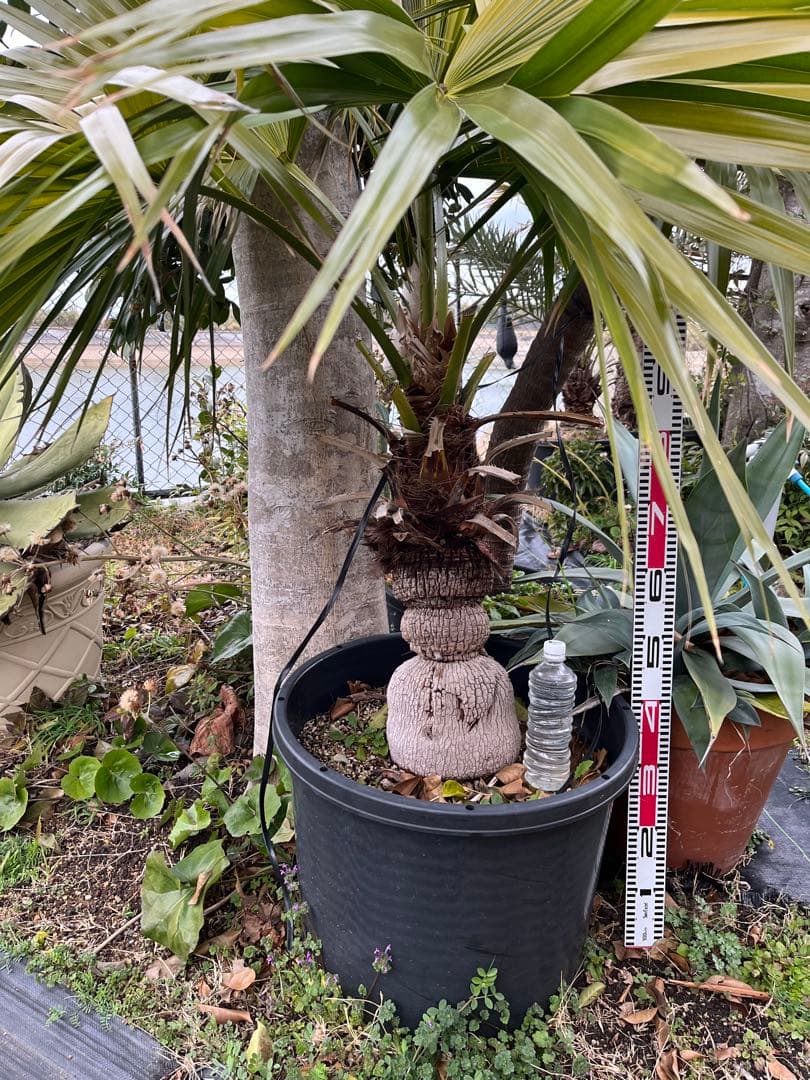 引き取り限定　超特大　トックリビロウ　クバ　球状の幹