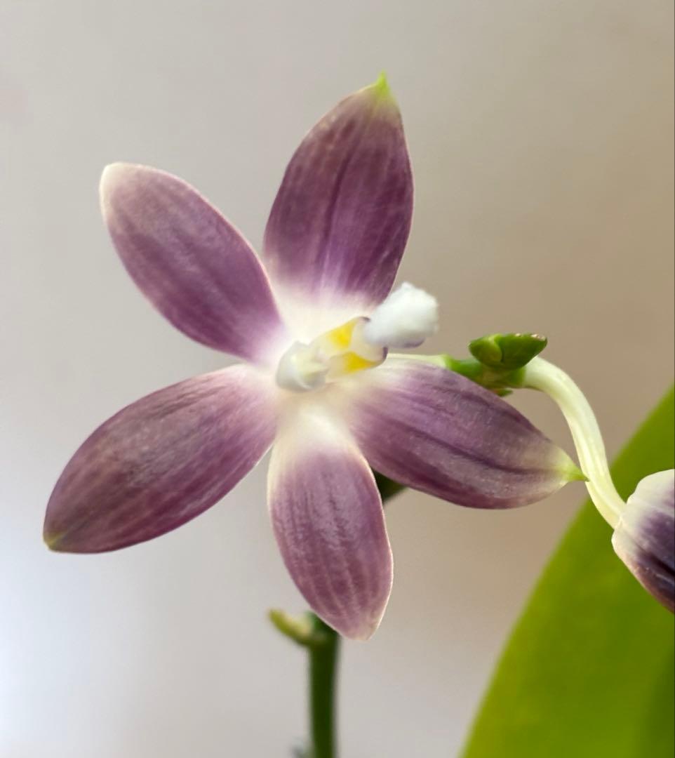 【開花優秀株=開花終了価格変更】胡蝶蘭原種　テトラピスコブラ’ウィルソン712’