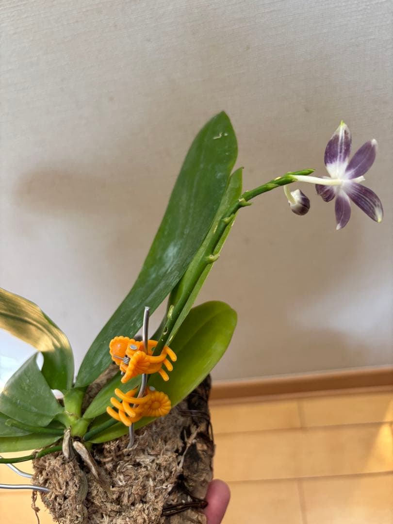 【開花優秀株=開花終了価格変更】胡蝶蘭原種　テトラピスコブラ’ウィルソン712’