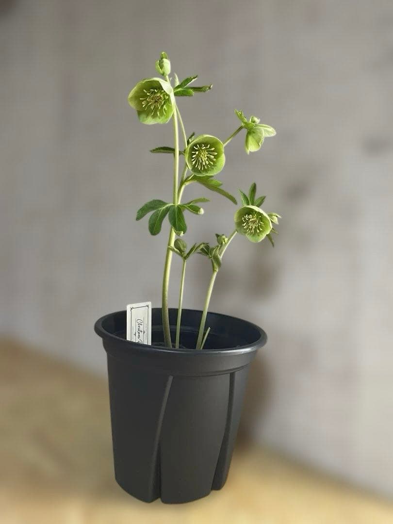 プルプラセンス交配　カップ咲　ライムグリーン　大和園