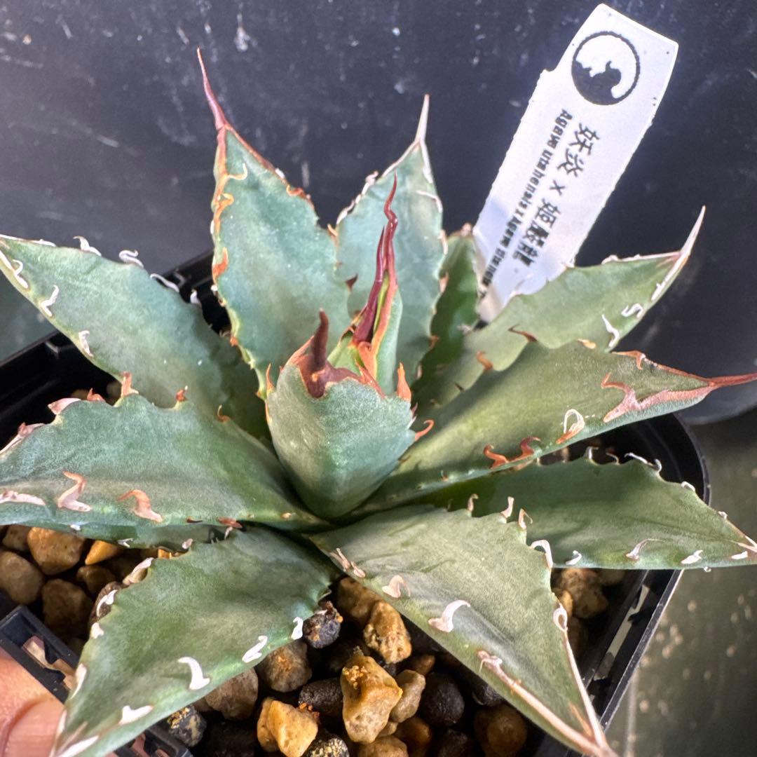 アガベ妖炎×姫嚴龍　ハイブリッド土田制所産typeB ②