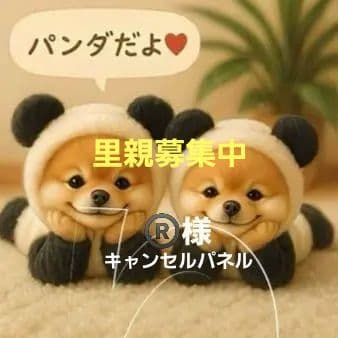 わんちゃん　パネル　里親募集中⑥　ハンドメイド　オーダー受付ページ