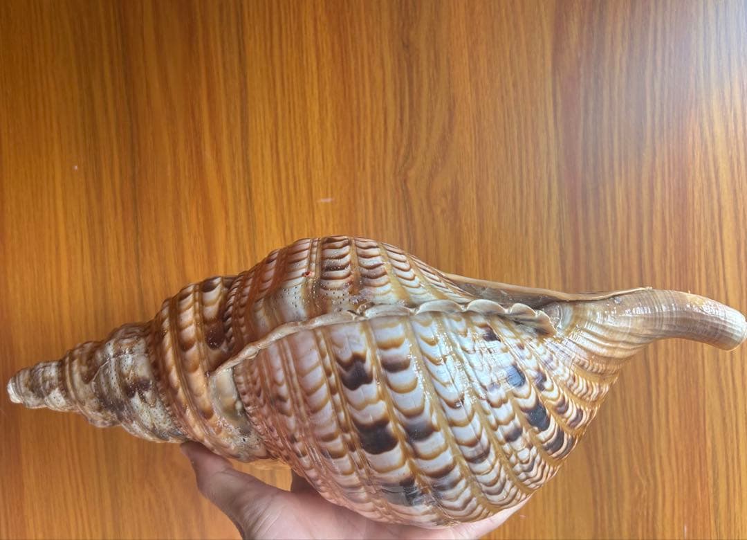 法螺貝　直線38.5cm (元々41.5cm)