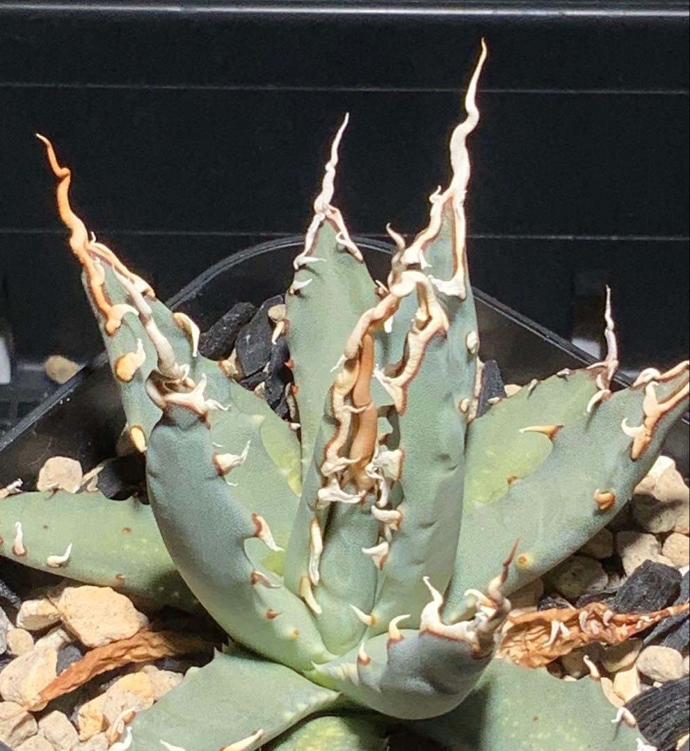 エボリスピナ 陽炎 コレクション株⑧ (極)