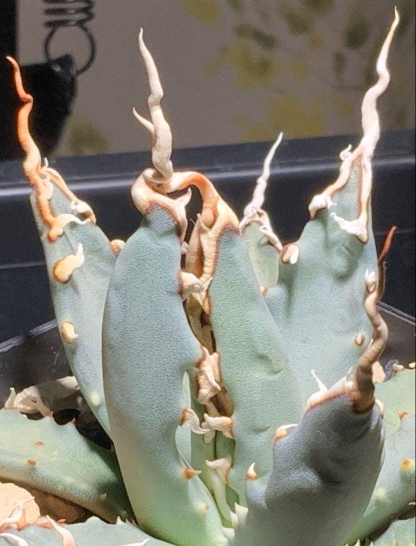 エボリスピナ 陽炎 コレクション株⑧ (極)