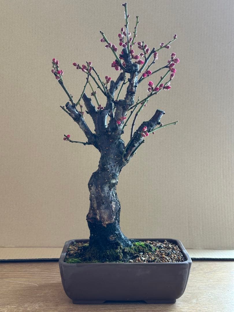 盆栽 梅 紅梅-2
