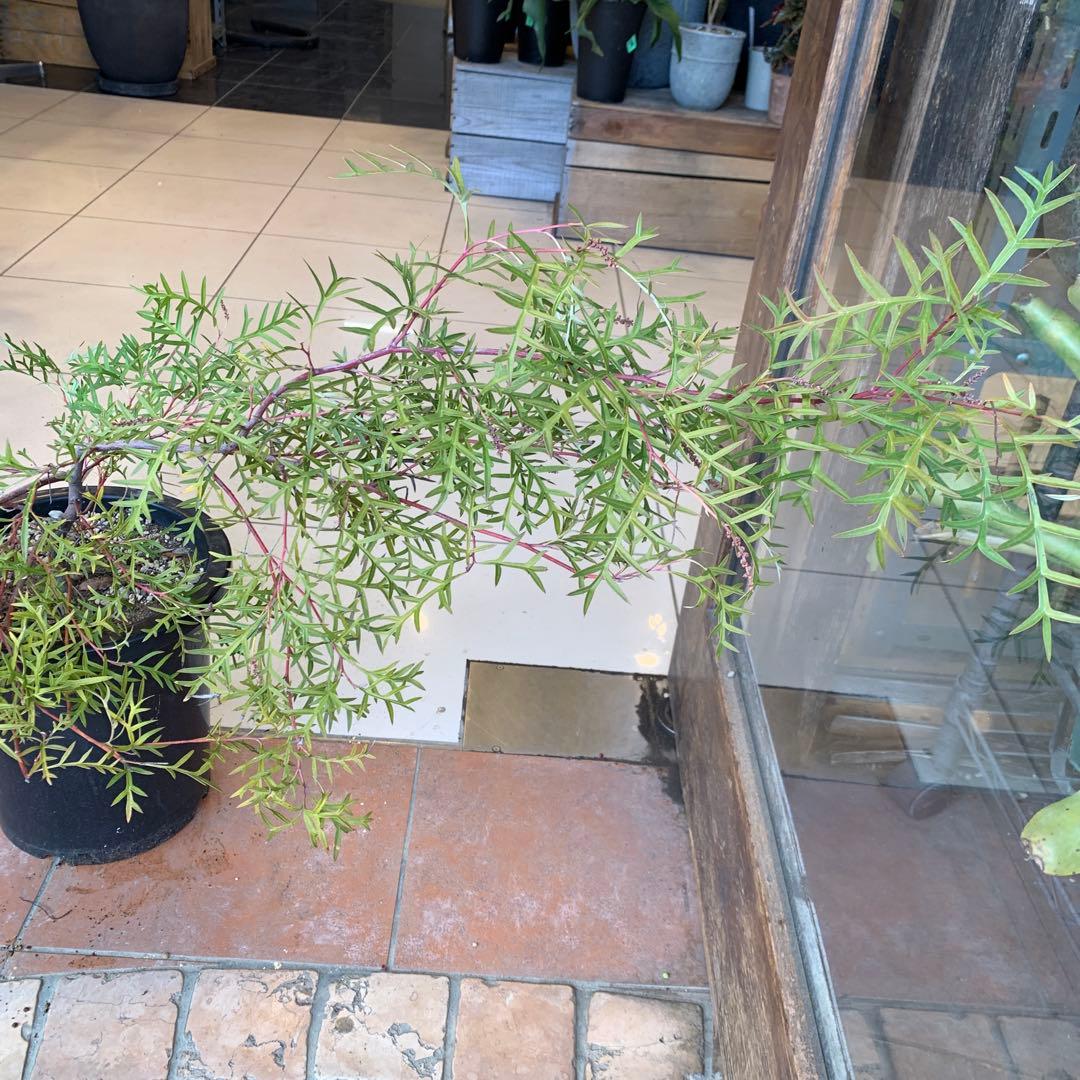 グレビレア ブロンズランバー 大株 3