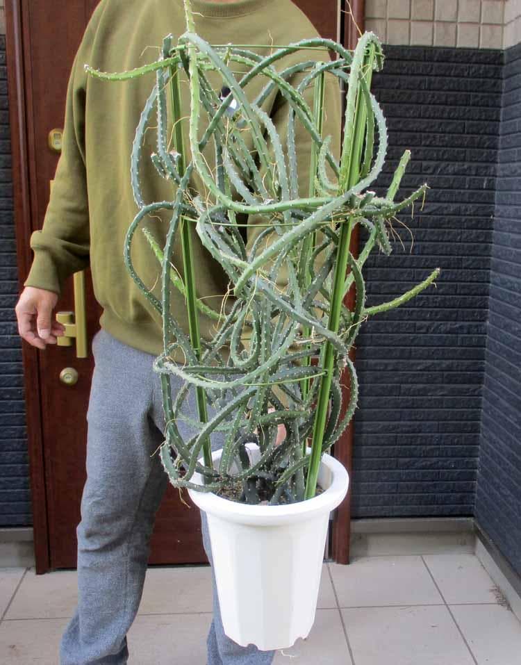 【現品】サボテン・夜の女王 (よるのじょうおう) 　ヨルノリョウオウ　７号　Kい