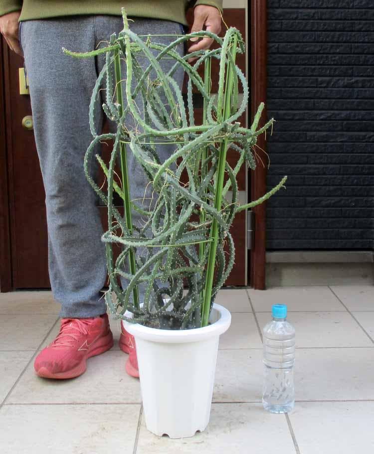 【現品】サボテン・夜の女王 (よるのじょうおう) 　ヨルノリョウオウ　７号　Kい