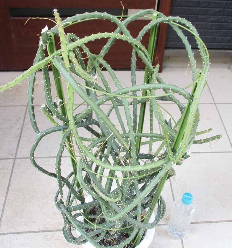 【現品】サボテン・夜の女王 (よるのじょうおう) 　ヨルノリョウオウ　７号　Kい