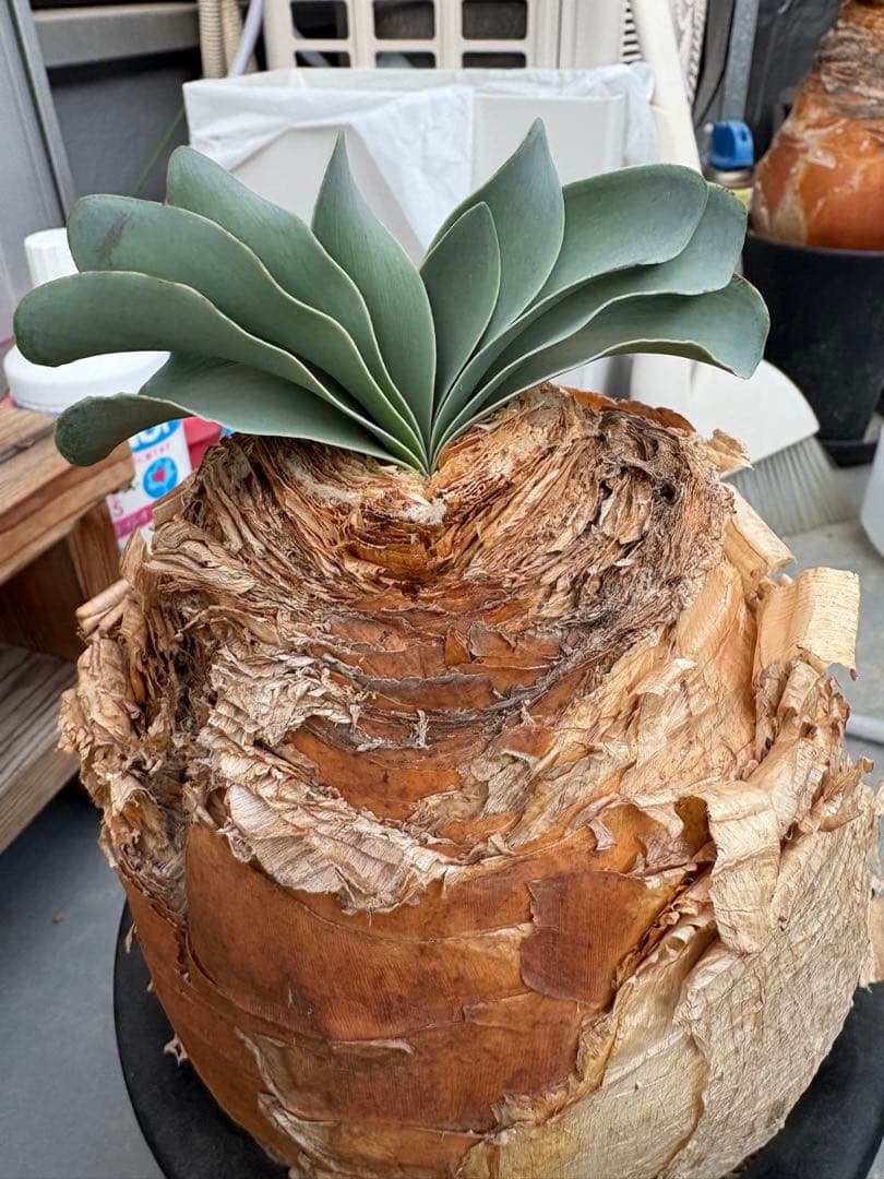 ブーファン　ハエマンソイデス発根済み三年間管理しました 球根植物