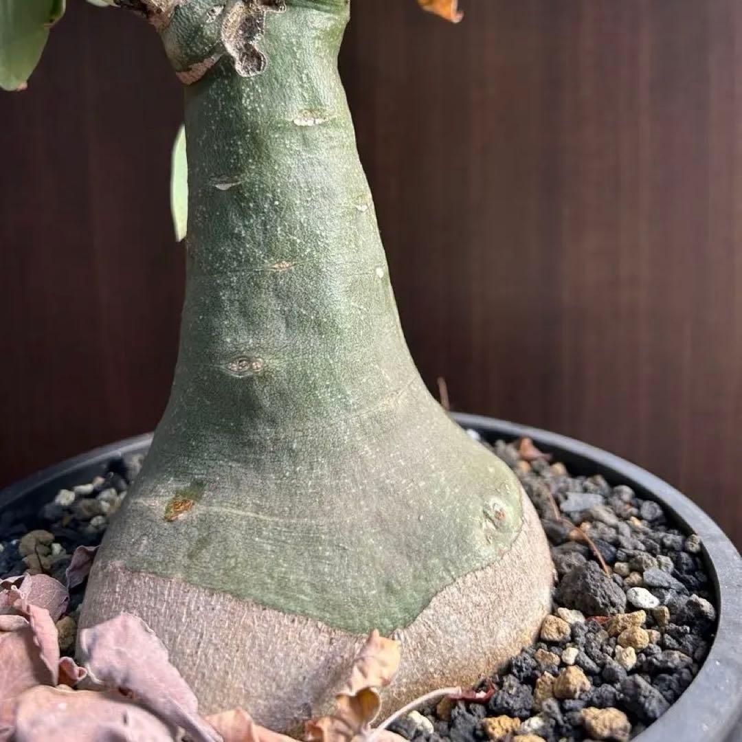 【超大株】アデニア　グラウカ　発根済み　鉢ごと発送