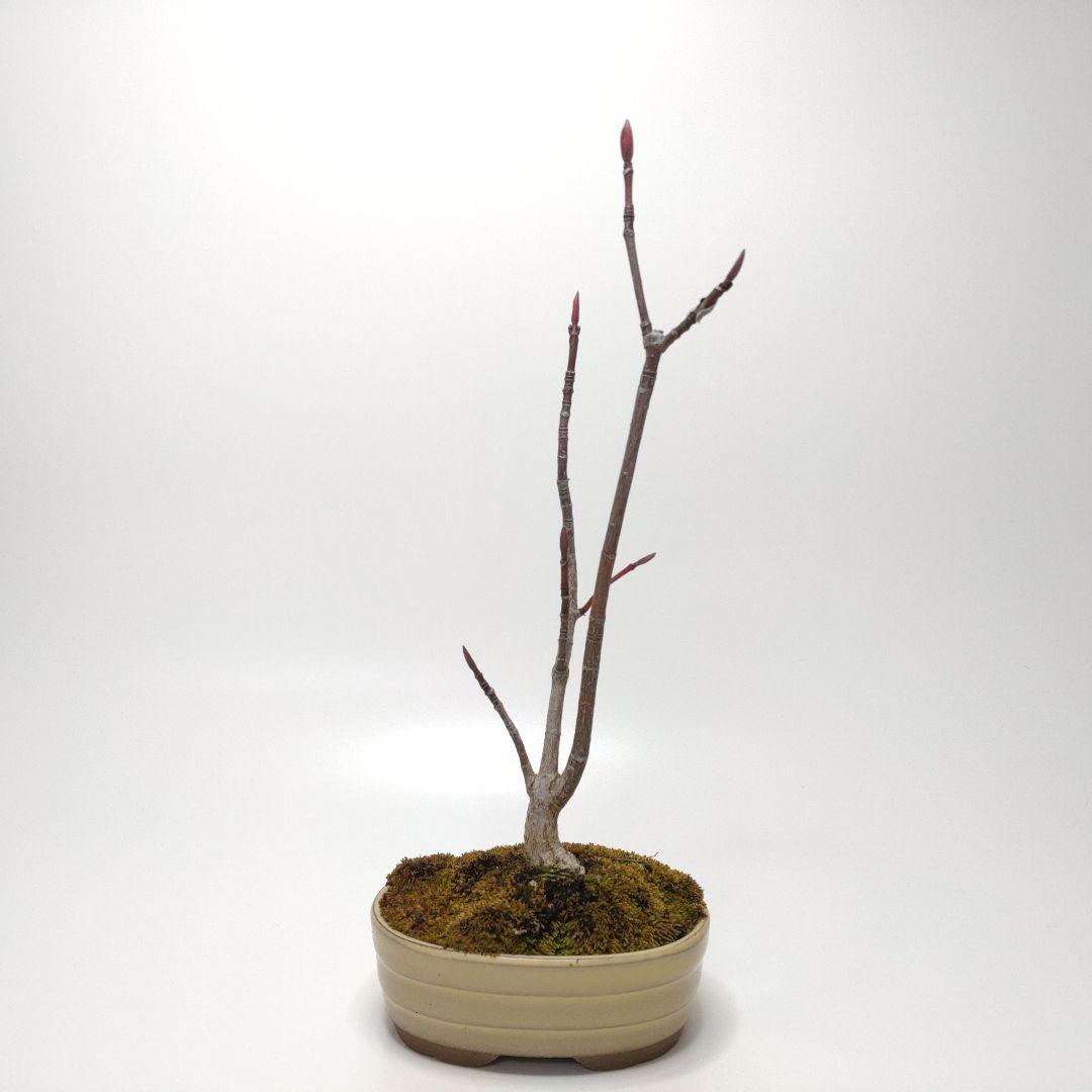 寒樹瓜膚楓（ウリハダカエデ）盆栽 SS003