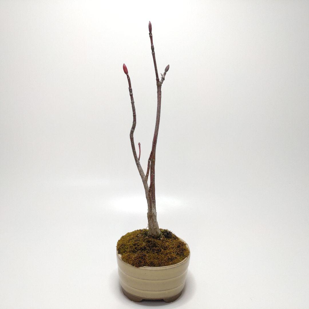 寒樹瓜膚楓（ウリハダカエデ）盆栽 SS003