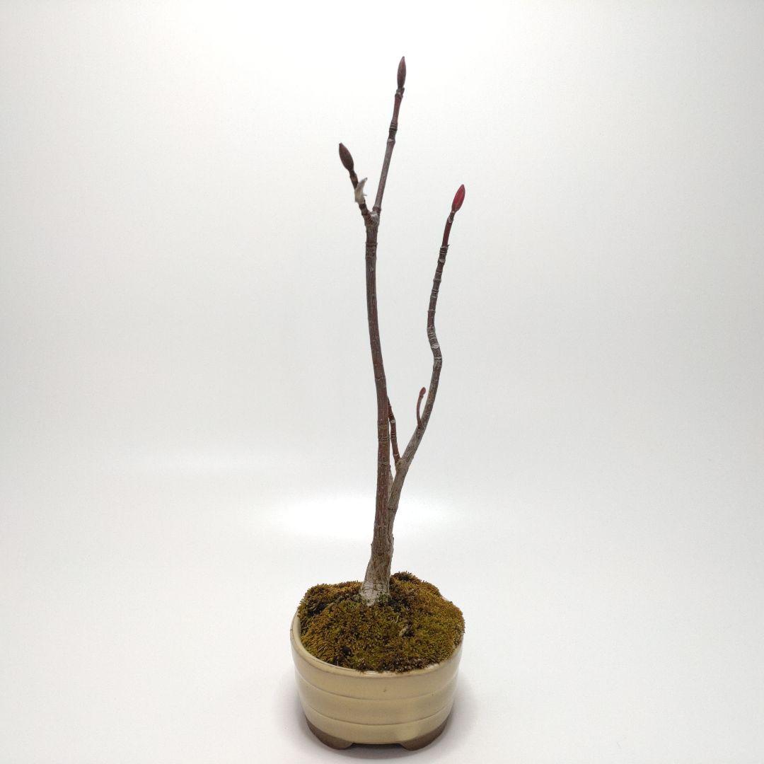 寒樹瓜膚楓（ウリハダカエデ）盆栽 SS003