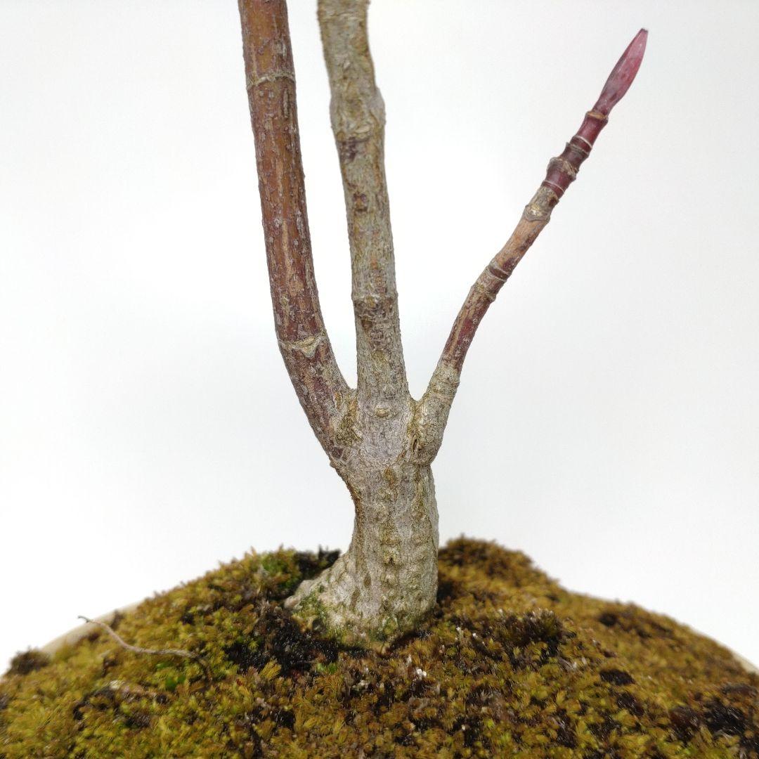 寒樹瓜膚楓（ウリハダカエデ）盆栽 SS003