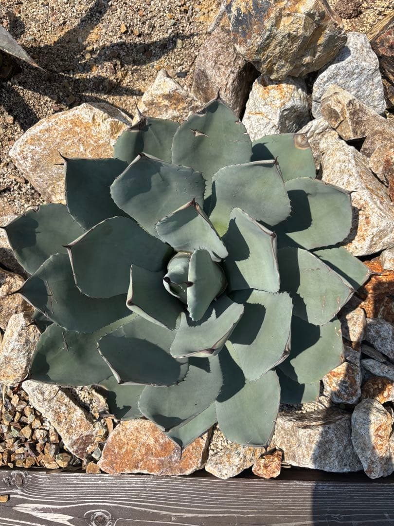 50センチ アガベ パリー トランカータ 吉祥天