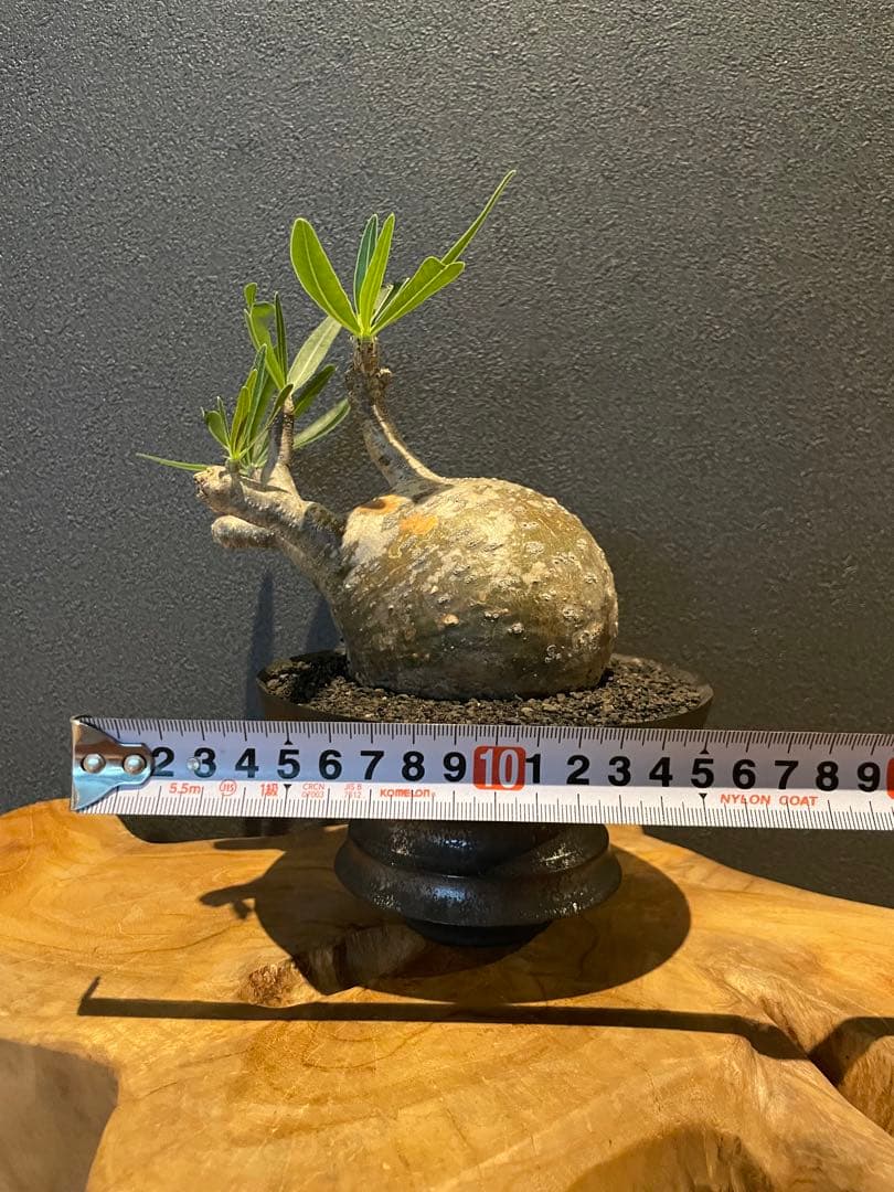 パキポディウム グラキリス 現地球 発根済み