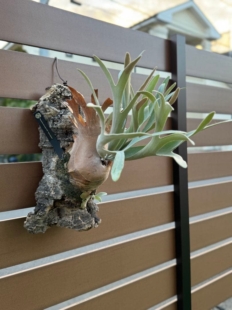 ビカクシダ P. HakunaMatata