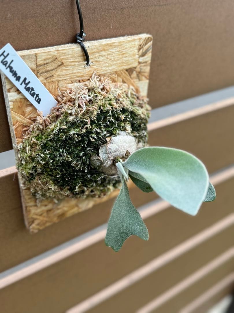 ビカクシダ P. HakunaMatata