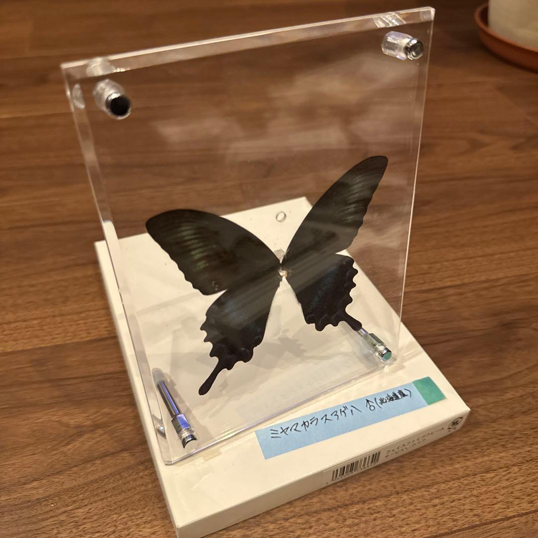 蝶の標本14匹セット