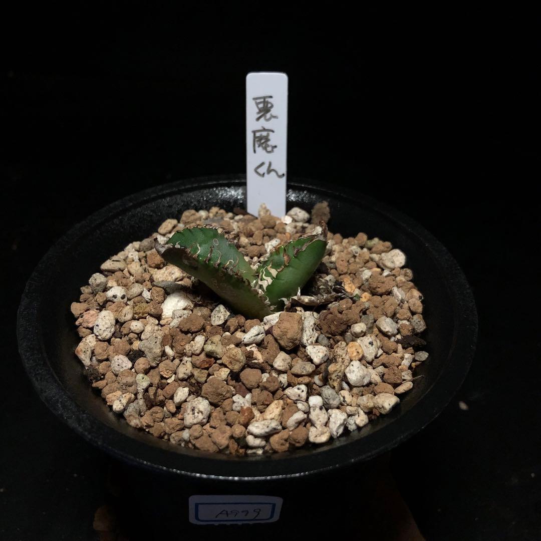 年末セールアガベチタノタ悪魔くん‼️10890-2890