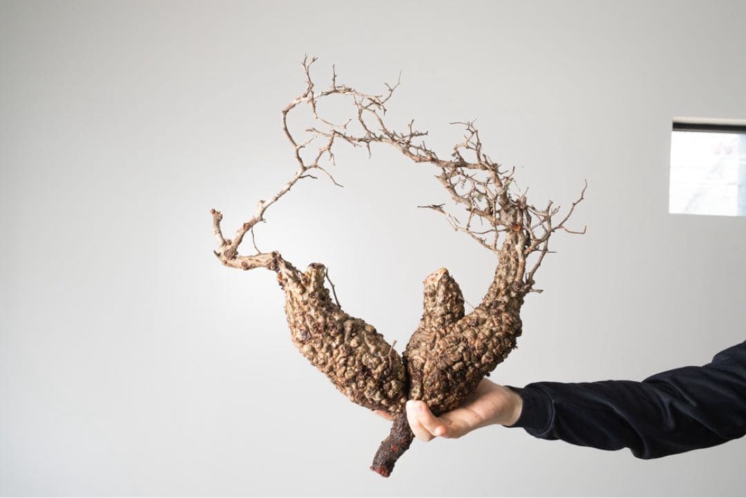 BP92 オペルクリカリア パキプス コーデックス ベアルート株