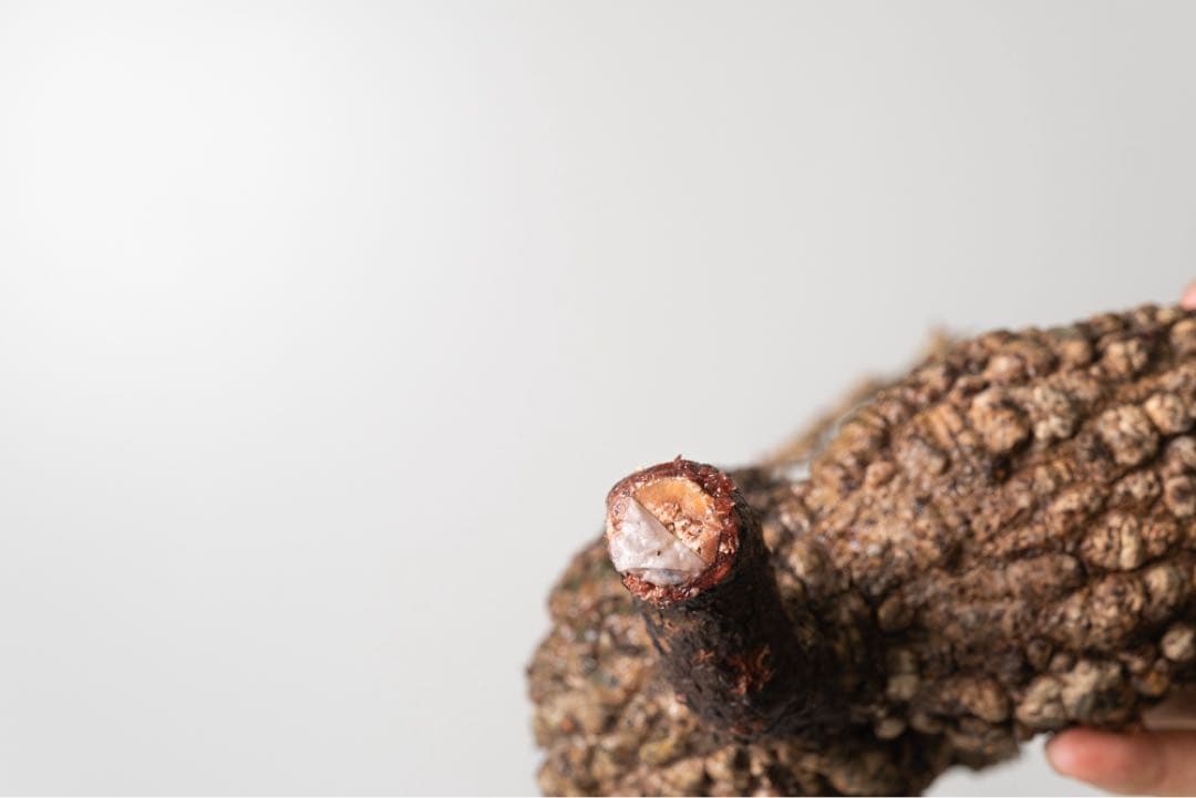 BP92 オペルクリカリア パキプス コーデックス ベアルート株