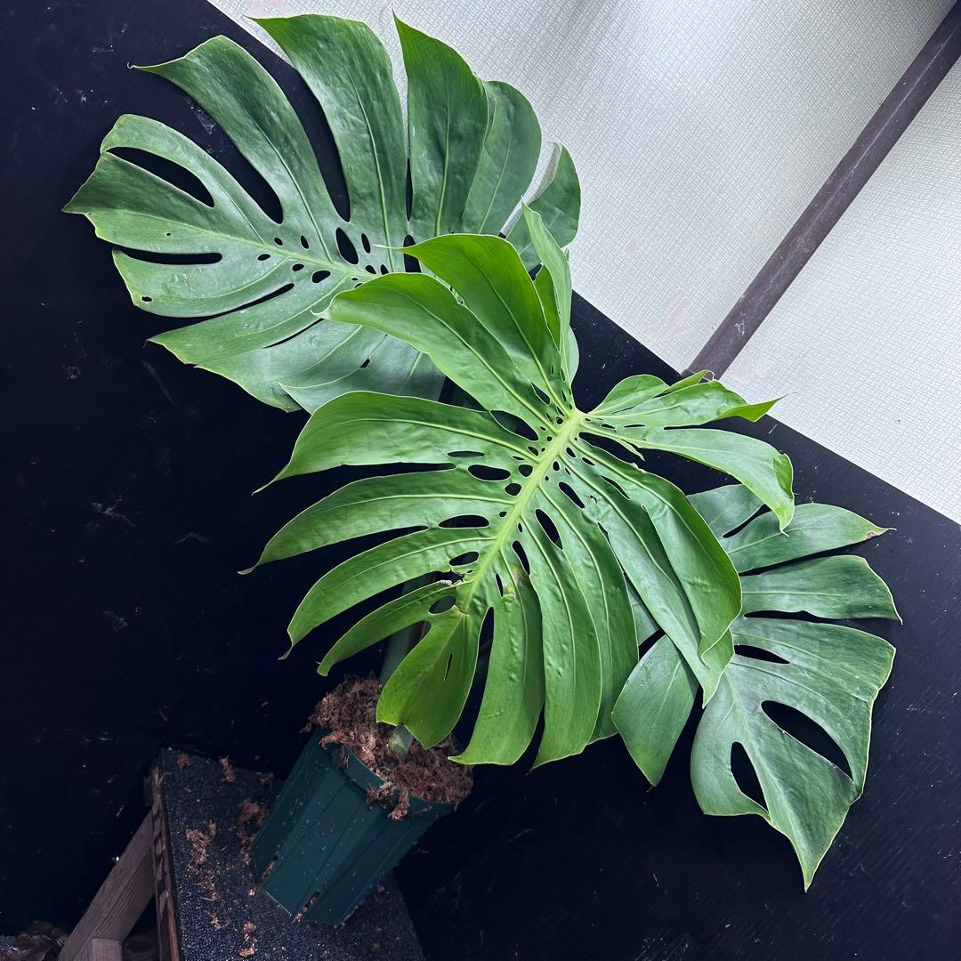 モンステラデリシオーサマクロコズム大型葉希少系統鉢植え高さ72㎝超大株