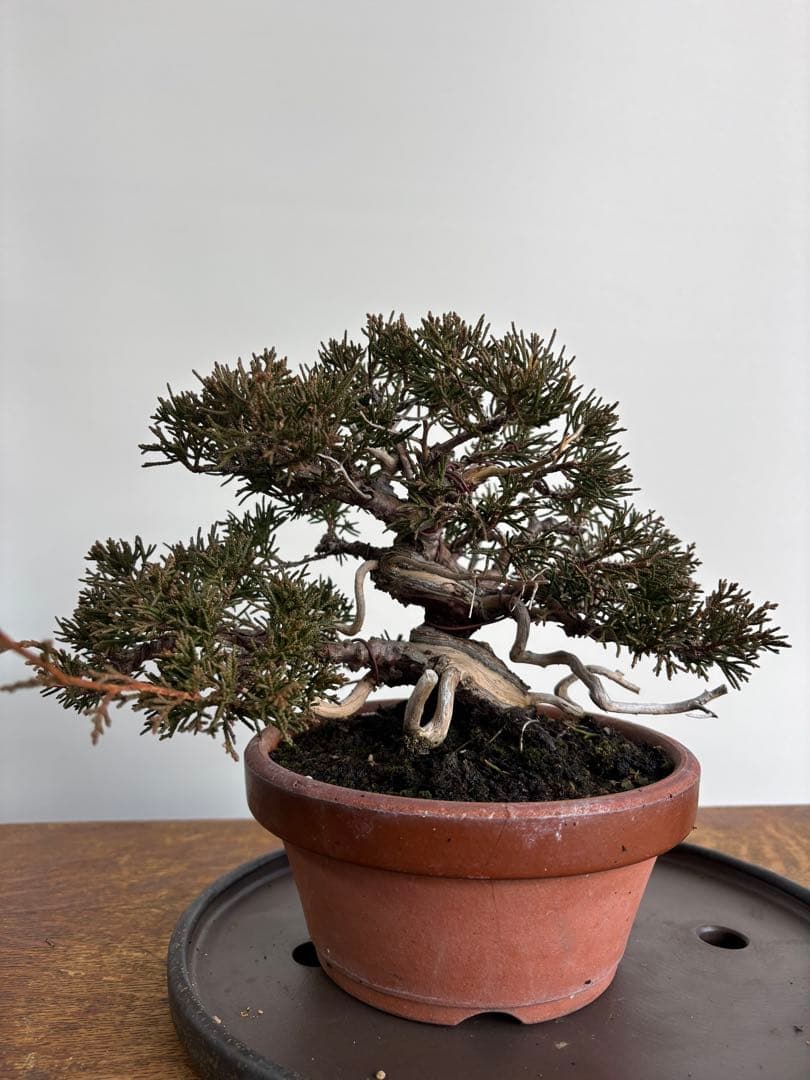 真柏　盆栽