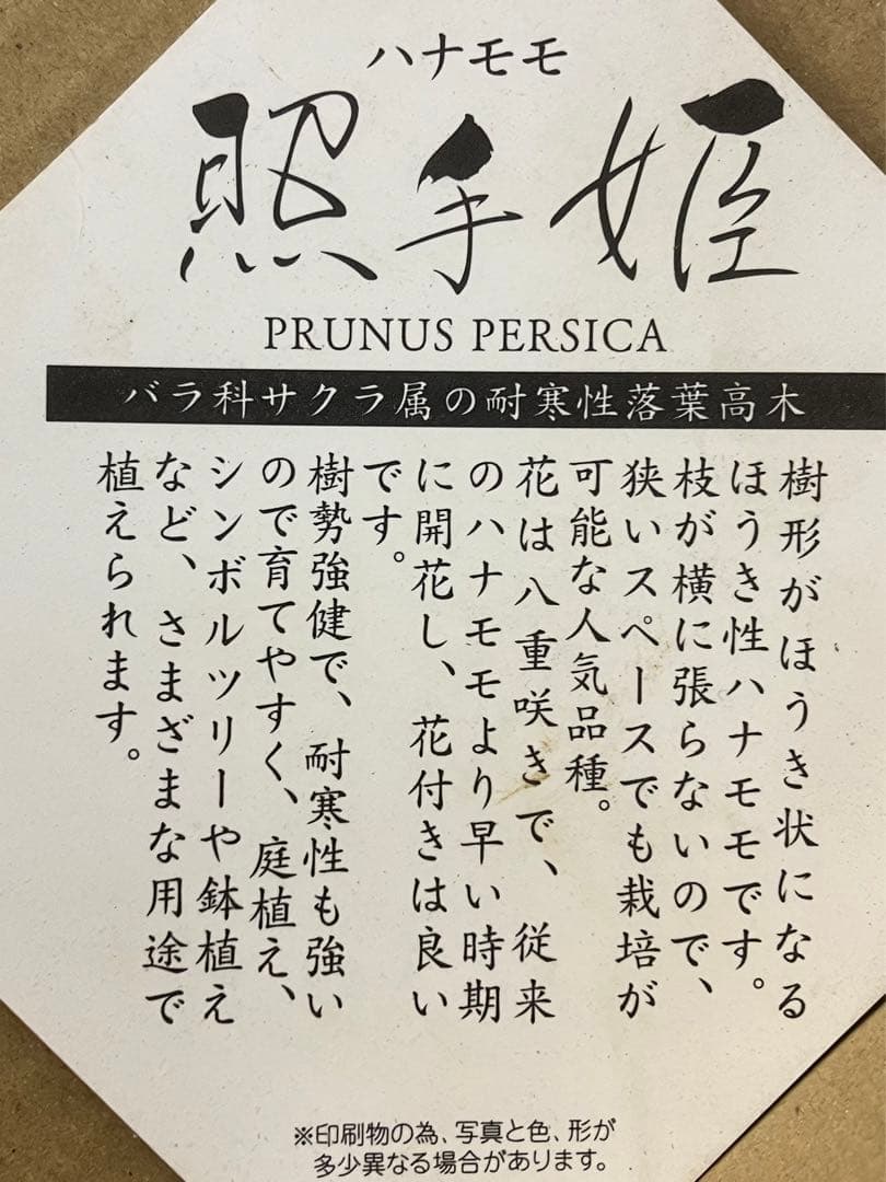 桃の節句記念樹 照手姫 花桃苗木